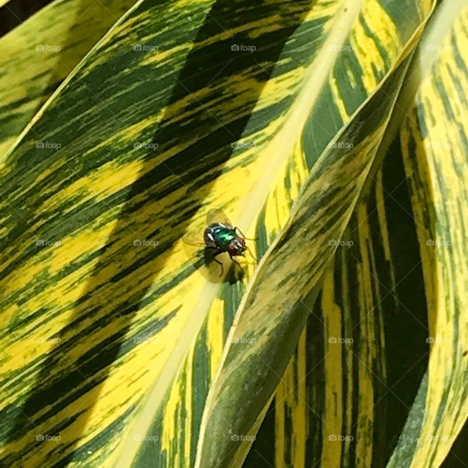 Fly on Leaves