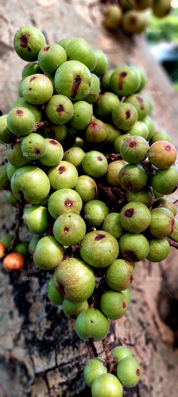 Ficus racemosa, the cluster fig, red river fig or gular, is a species of plant in the family Moraceae. It is native to Australia and tropical Asia