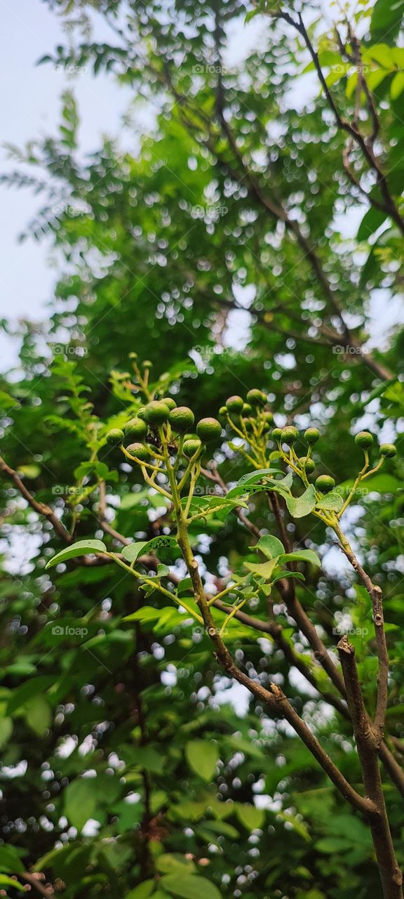 Berries ready to give curry leaves