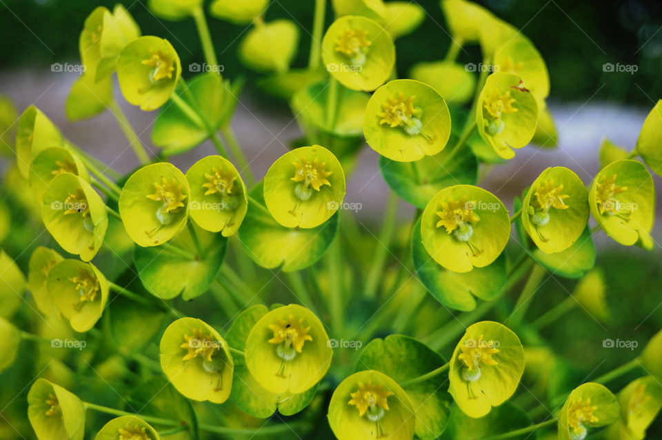 Euphorbia Amygdaloides. Euphorbia Amygdaloides