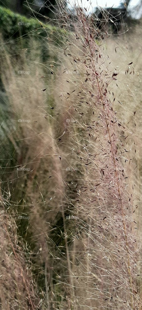 pinks and gold and green plants