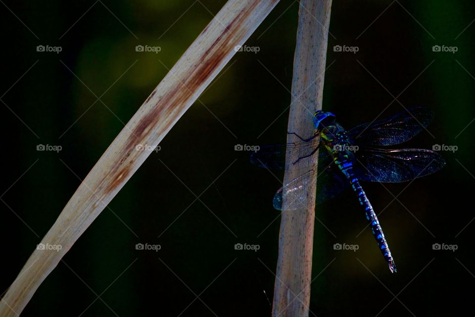 close-up of a damselfly at night