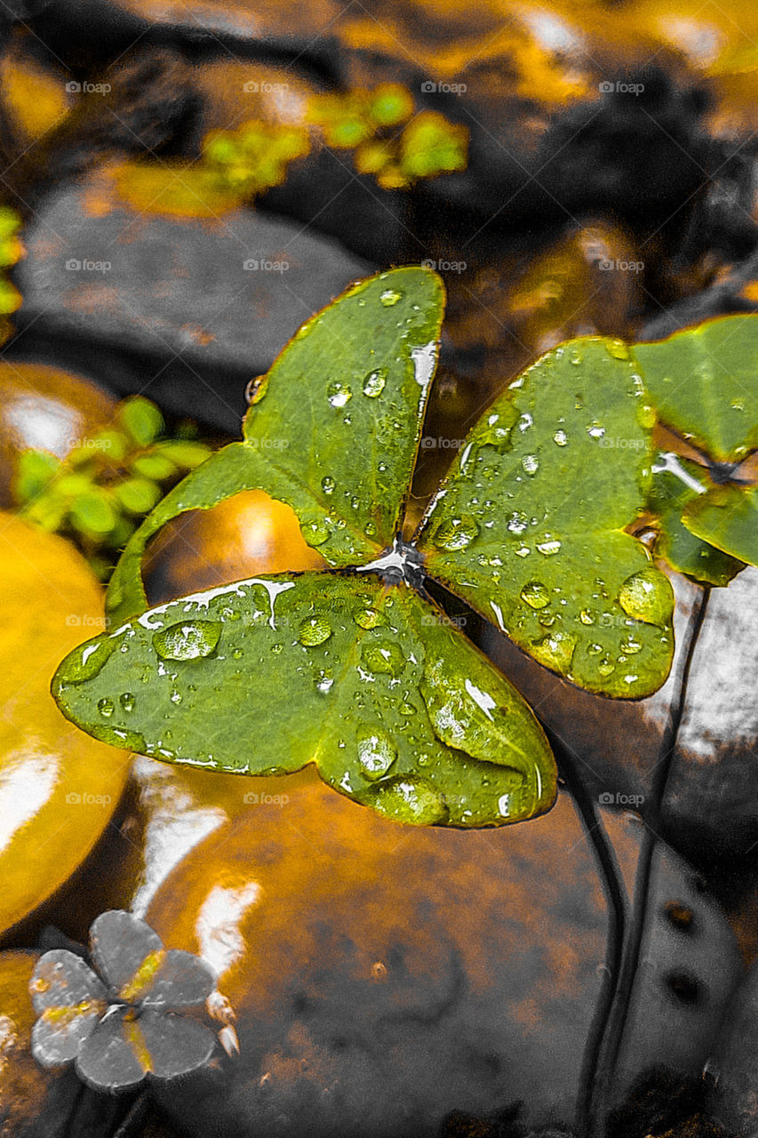 3-leaf clover in the shape of a heart with water drops.
Trevo de 3 folhas em formato de coração com gotas d'água