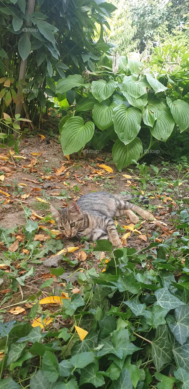 kitten