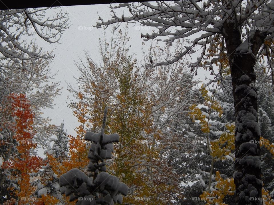 snow in fall or autumn