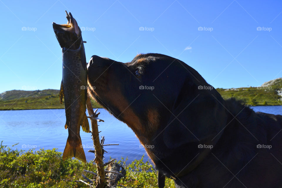 Rottweiler fishing. My Rottweiler is very courious about this Mountain trout fished in a great lake in Telemark 1000moh