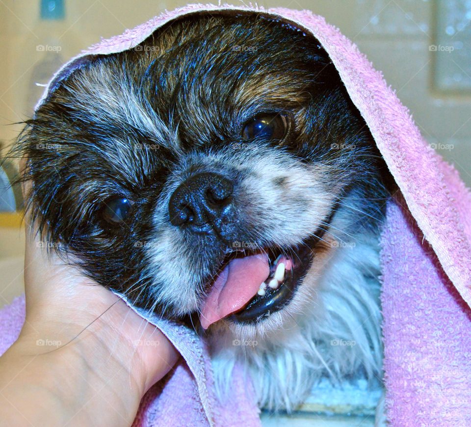 Happy Pekingese dog just had a refreshing bath with towel over head