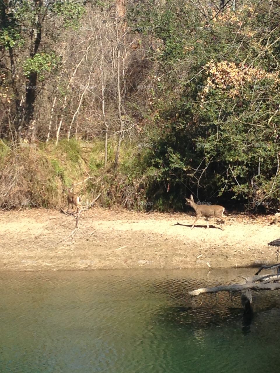 Deer walking . Deer walking on a river bank next to the woods and a river 