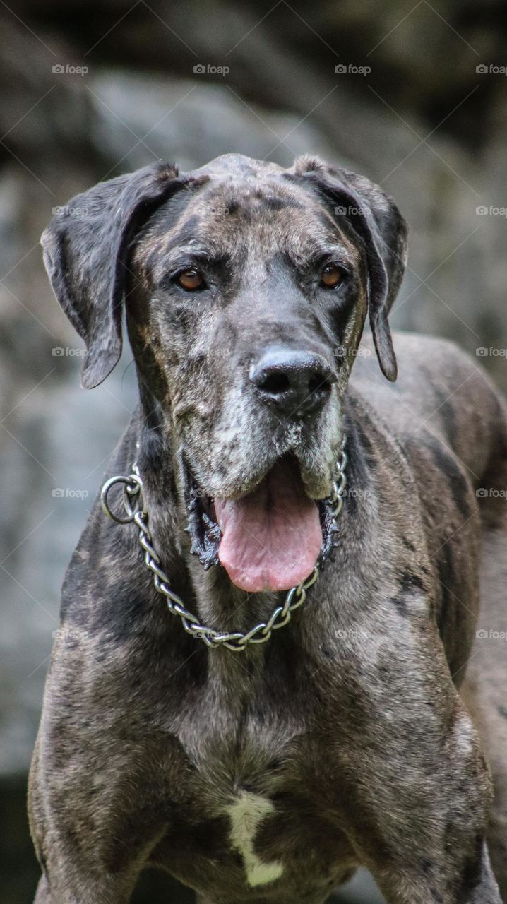 Great Dane Special Photo