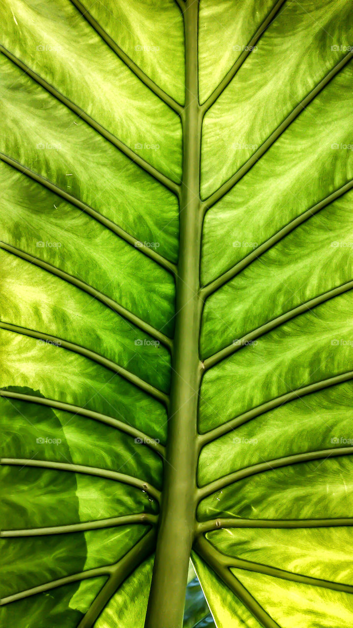 tropical leaf.