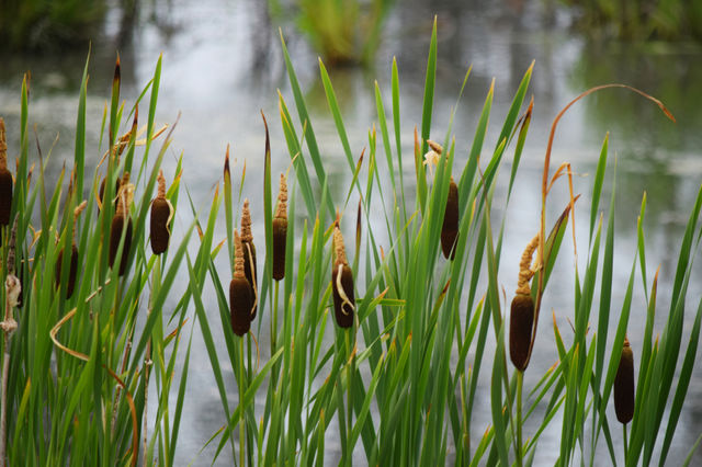 Grass, Nature, Reed, Summer, Growth