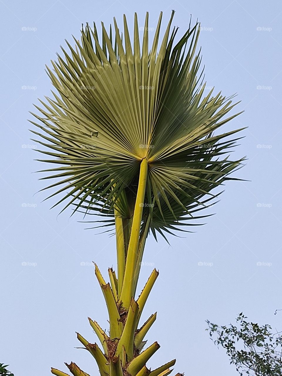 beautiful palm leaf🍀.