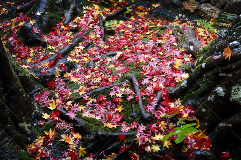 leaves rain japan temple by neohawk