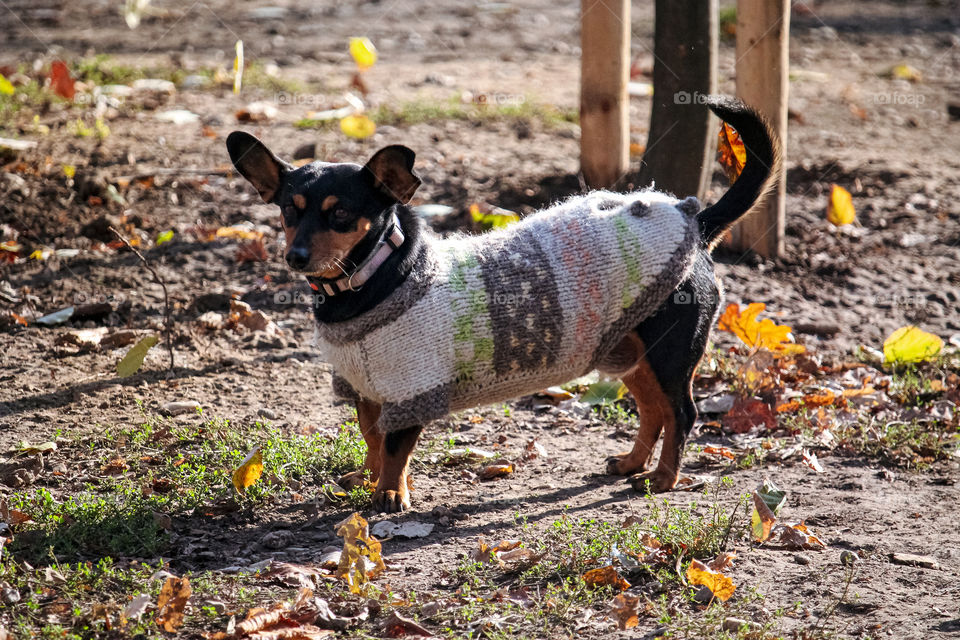 Dog at the dog center, wearing a doggy style for autumn