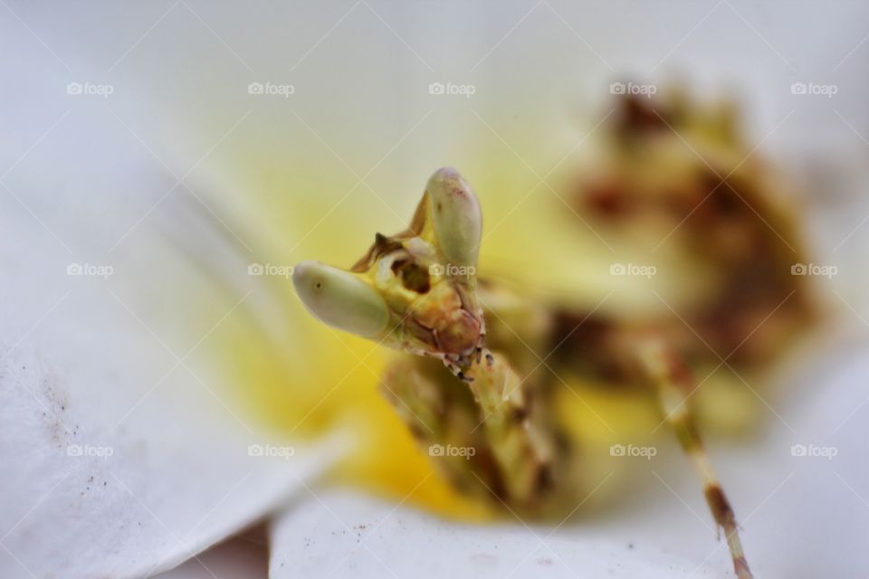 Beautiful Praying Mantis sitting inside the flower