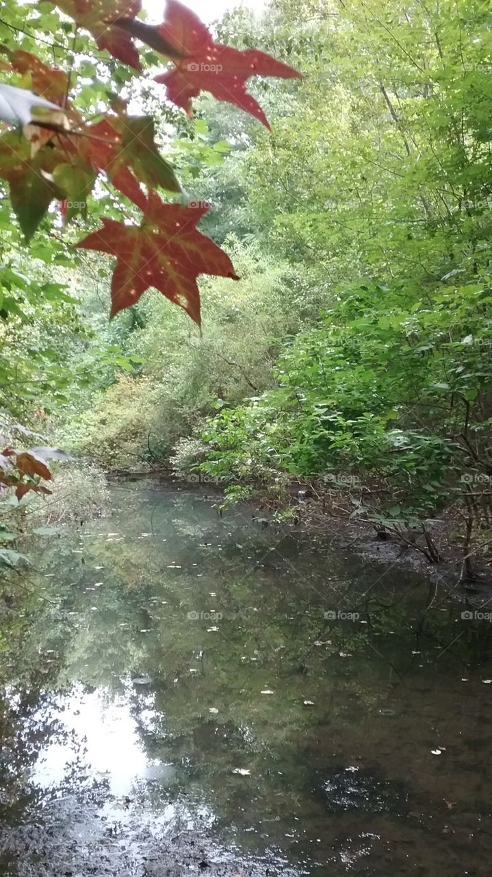 Autumn maple leaf and tiny pond
