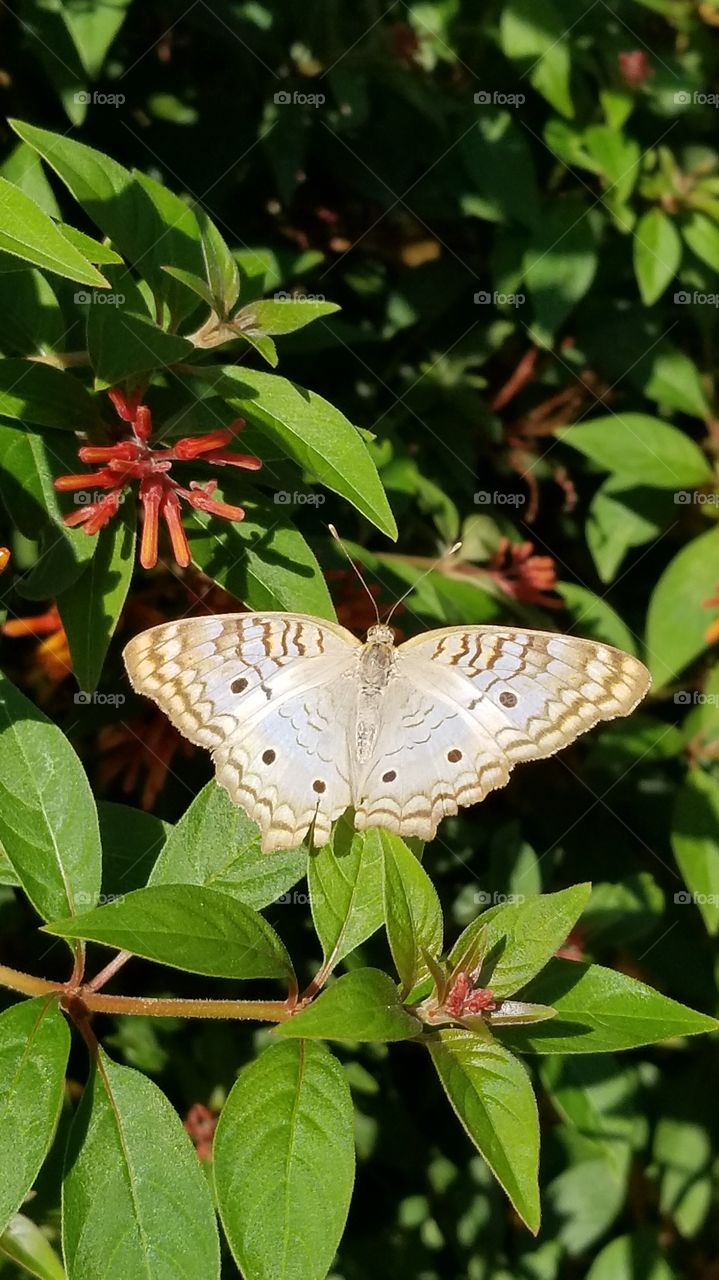 love this beautiful butterfly in the backyard on the fire bush