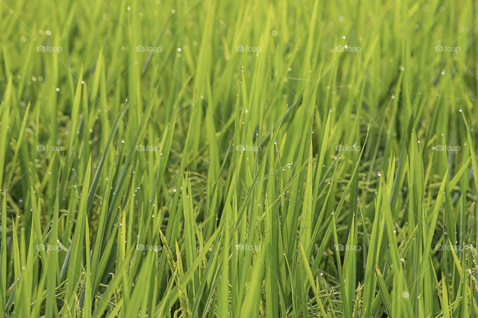 Water drops on the leaves of rice in the field.