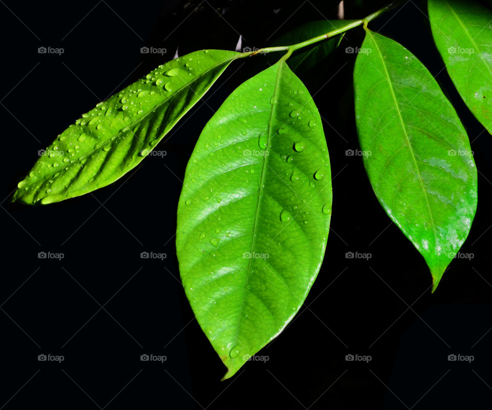 hidden beauty of dewdrops