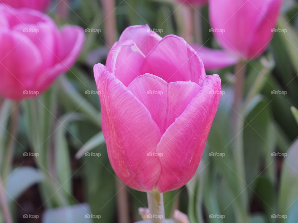 Pink tulip against a green background