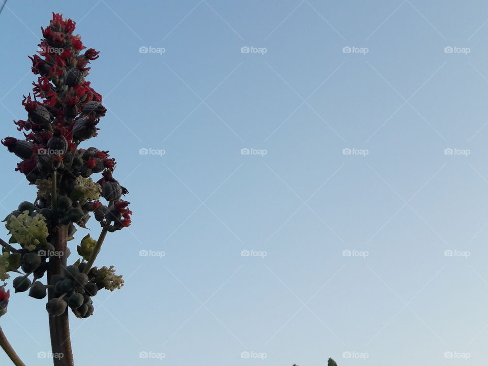 No Person, Tree, Sky, Outdoors, Flower