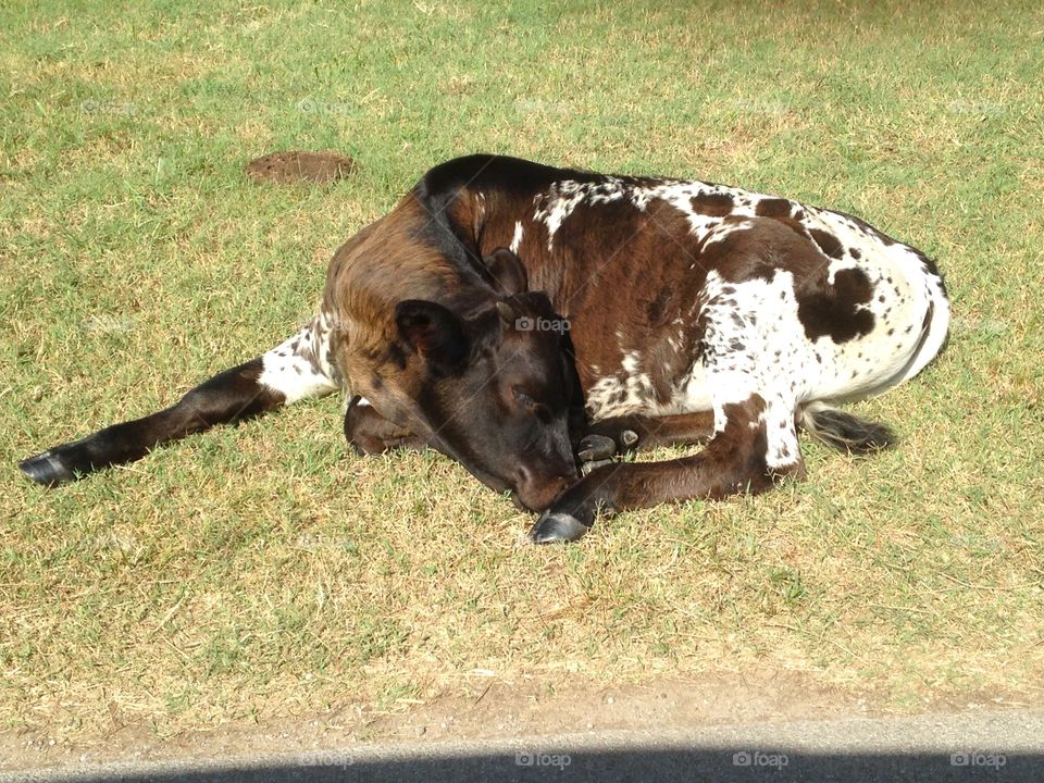 A brown and white calf sleeping on the grass.