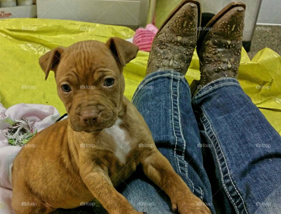 puppy and boots