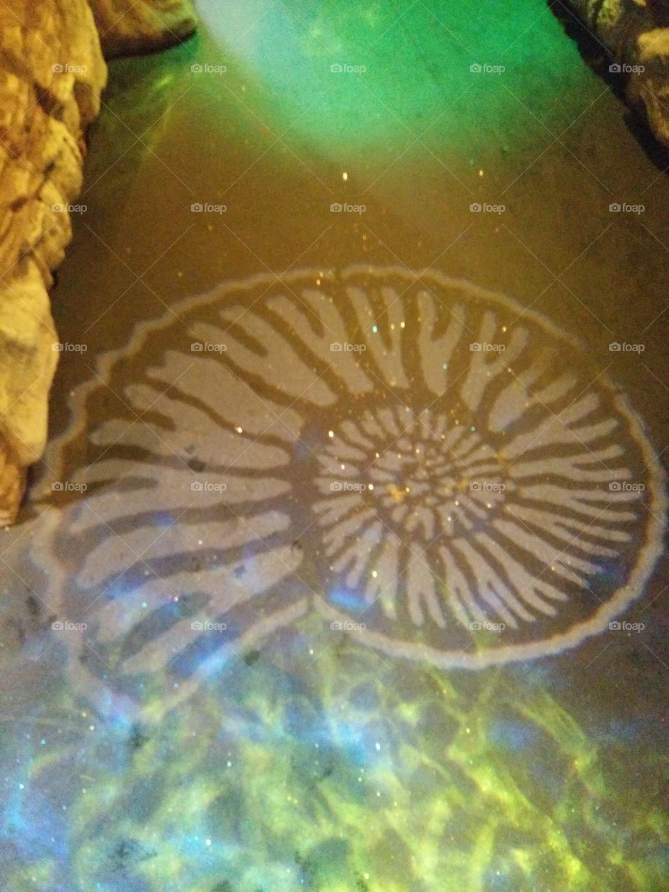 lights, ammonite, fossil, display,
