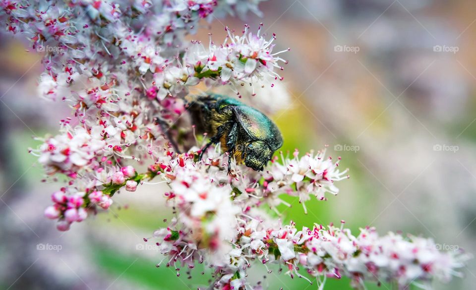 The beauty of spring