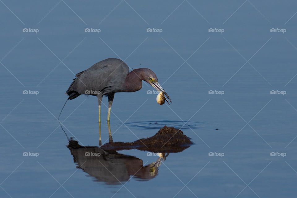 heron at the waters edge with a puffer fish for food in his beak all reflected in the water