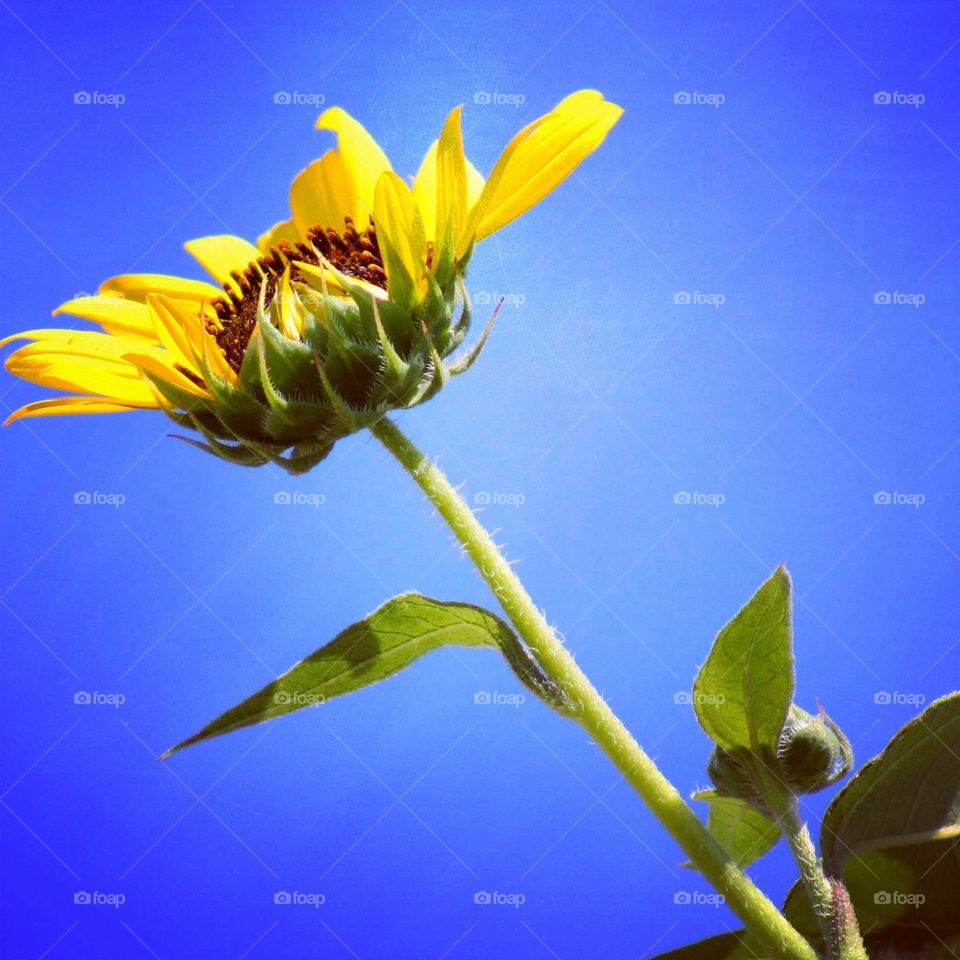 Sunflower Sky