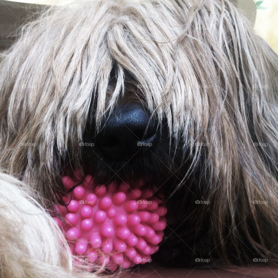 Dog Briard Cannelle and it toy