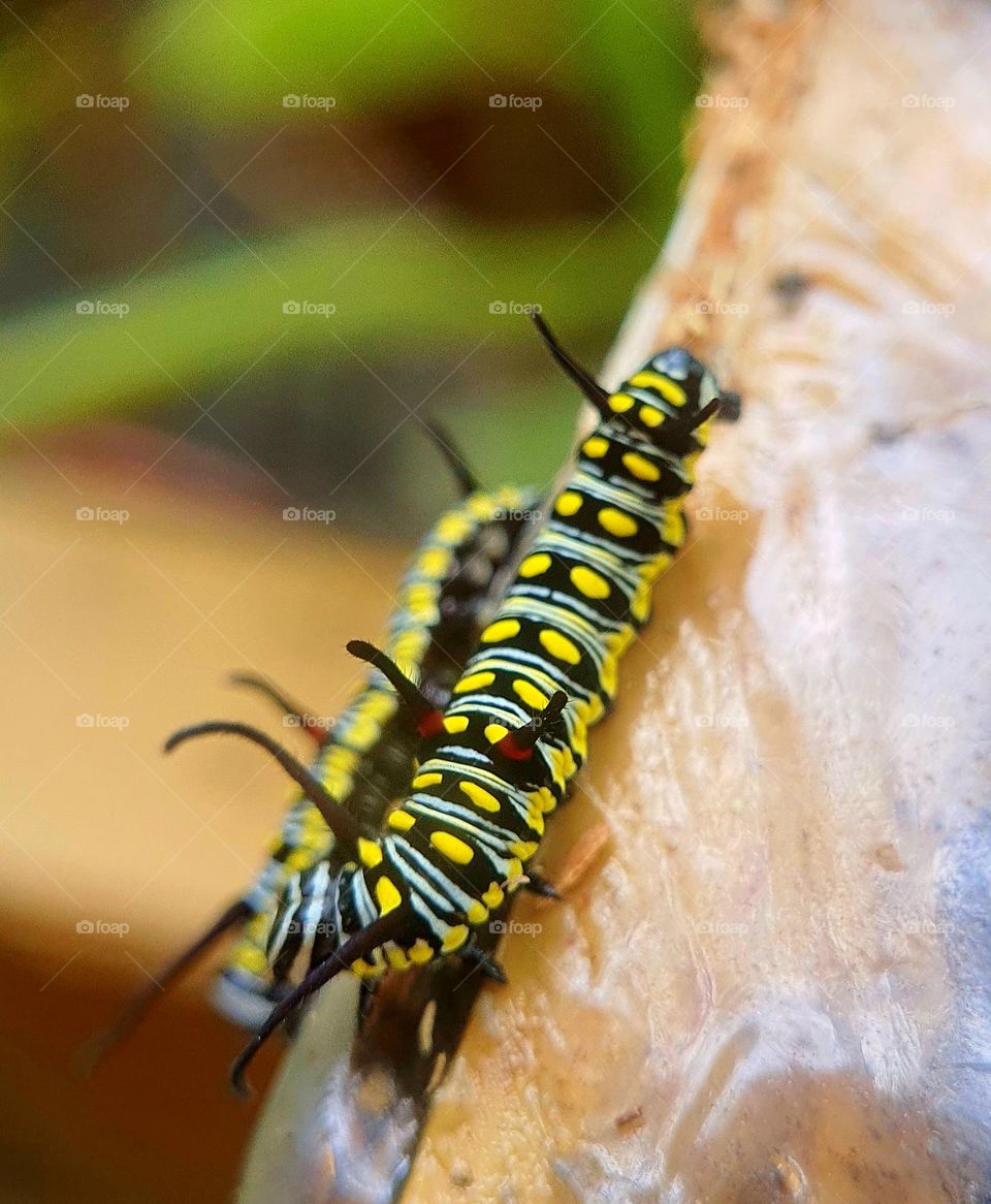 Caterpillars on Broken Cabinet