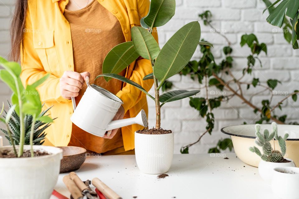 woman watering ficus plant