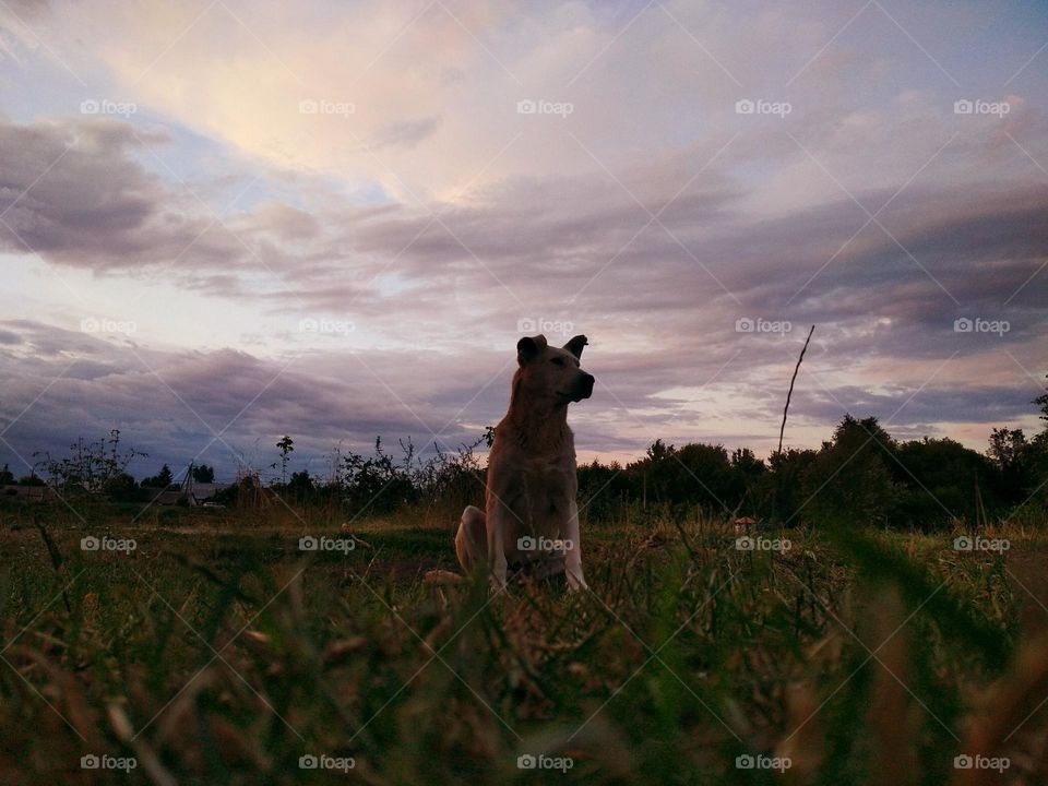 Dog in the field