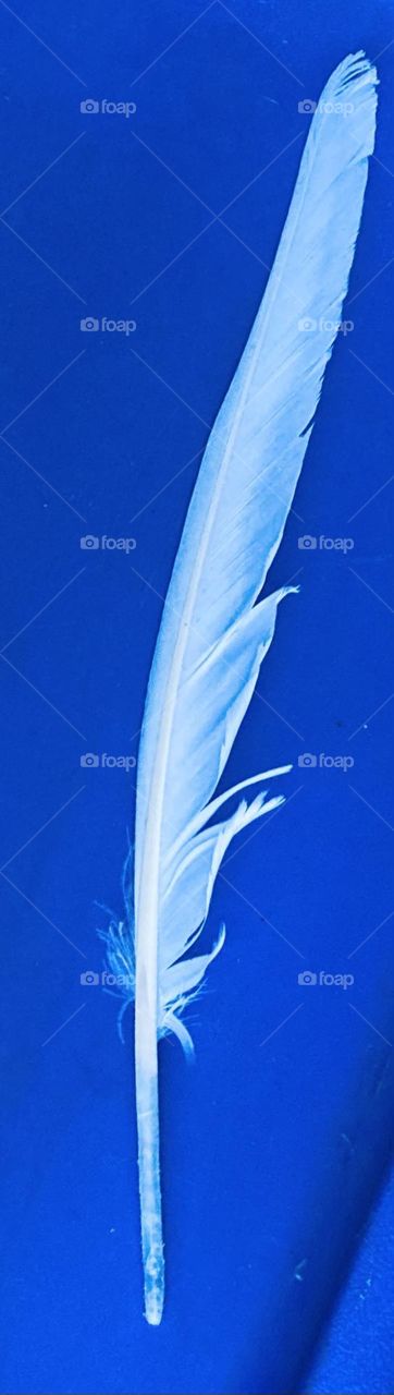 Feather