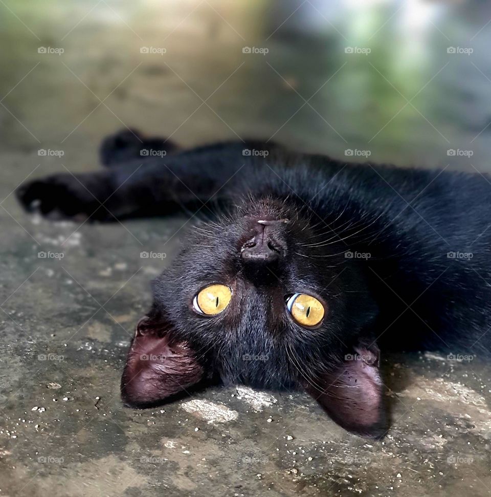 Bombay Cat