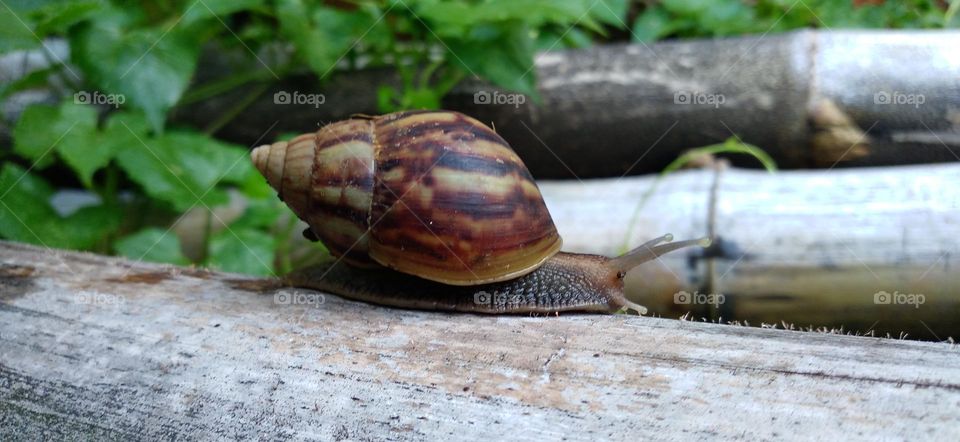 Snail crawling on a dry bamboo tree