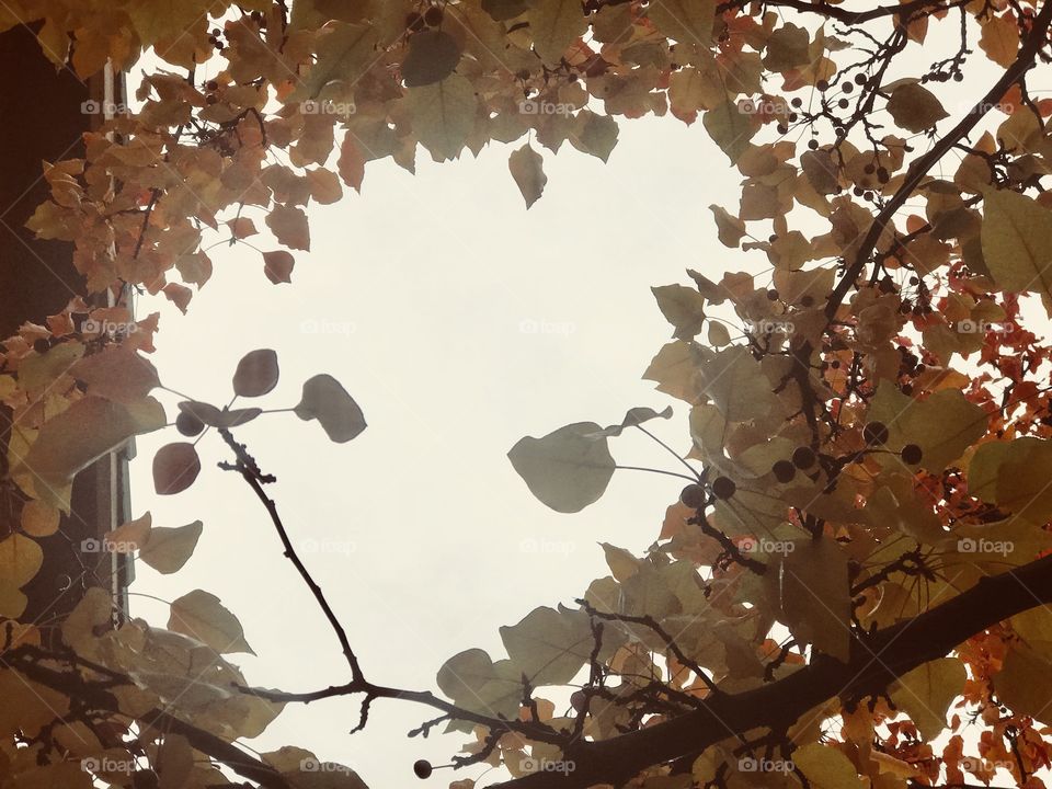 Circle of leaves in the glorious green and yellow tree top- looking upward to the heavenly blue skies. USA, amends 
