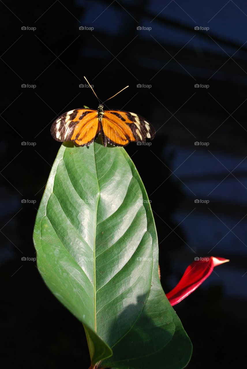 Insect, Butterfly, No Person, Leaf, Nature