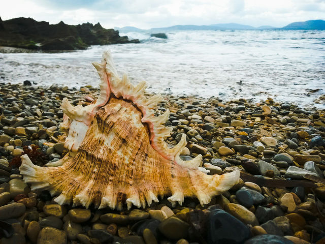 close up of seashell in front of the sea