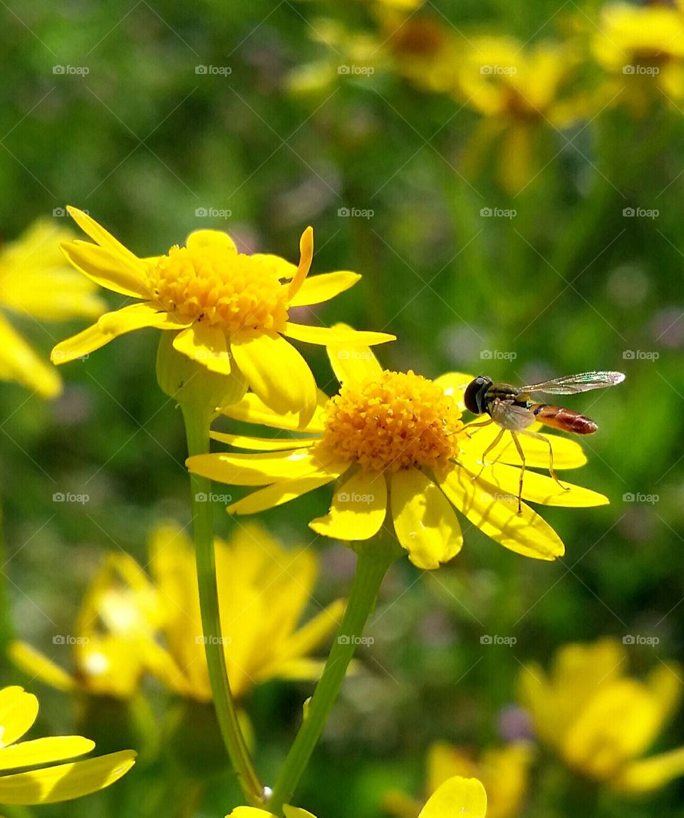 A tickle bee on yellow wildflowers