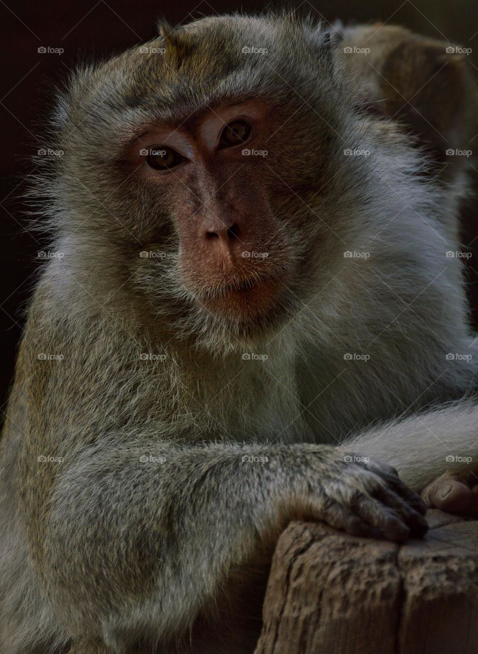 Macaco Rhesus