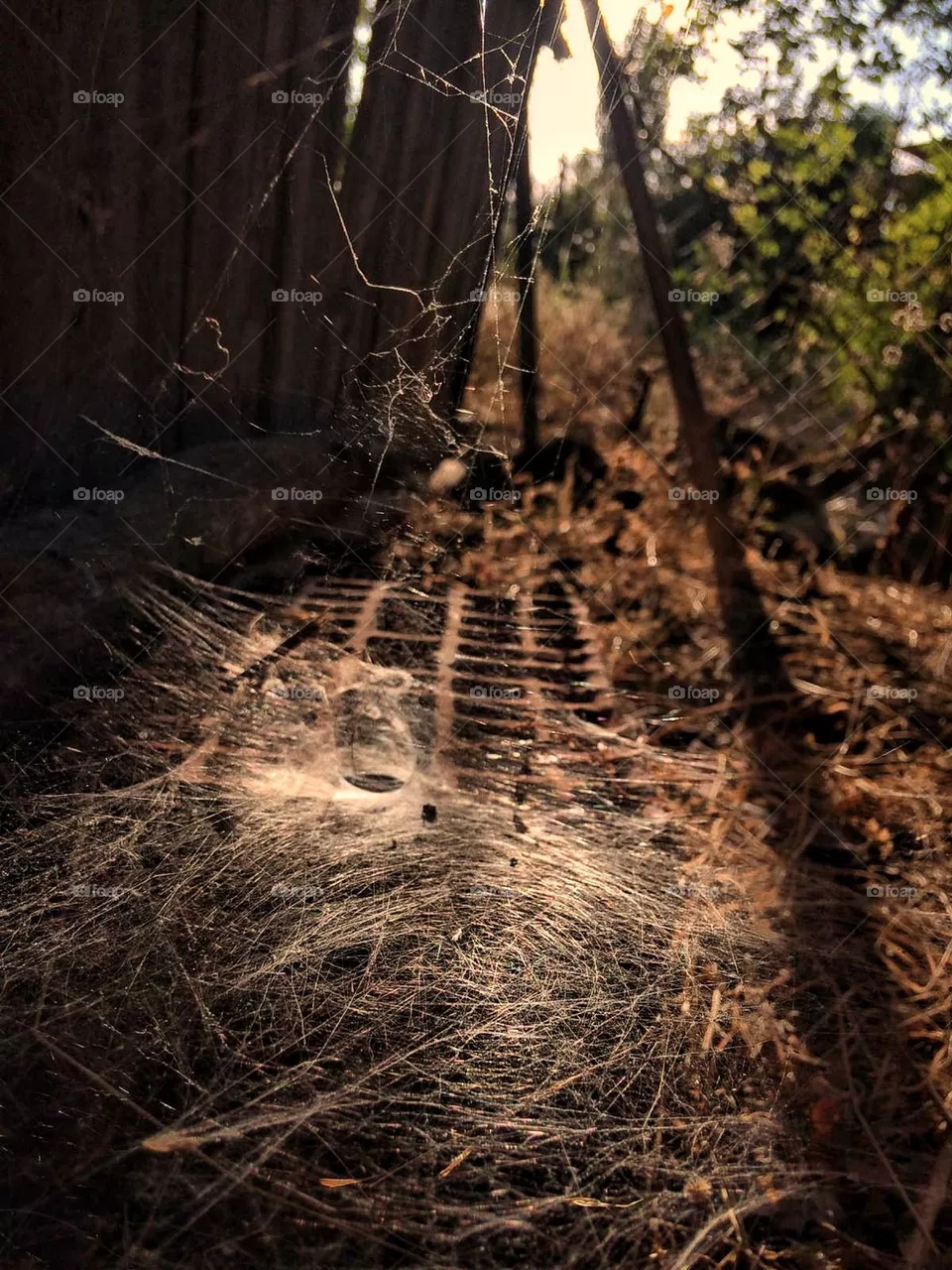 spider 🕷