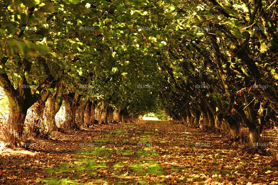 Gilbert Orchard. Early Autumn Filbert  orchard 