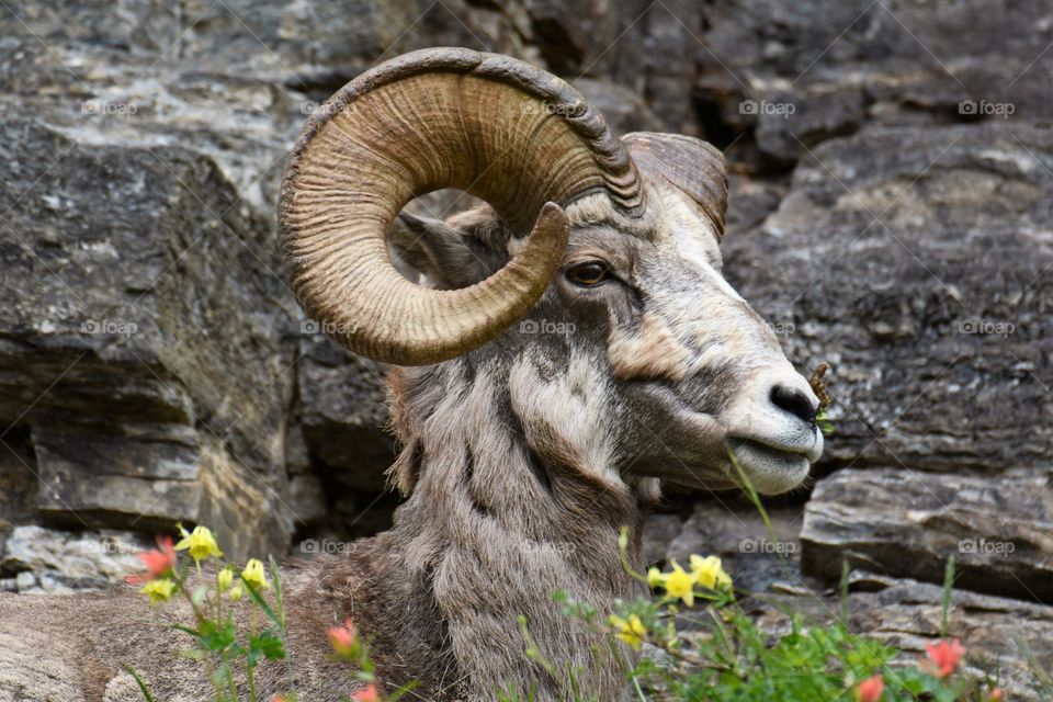 Close-up longhorn sheep
