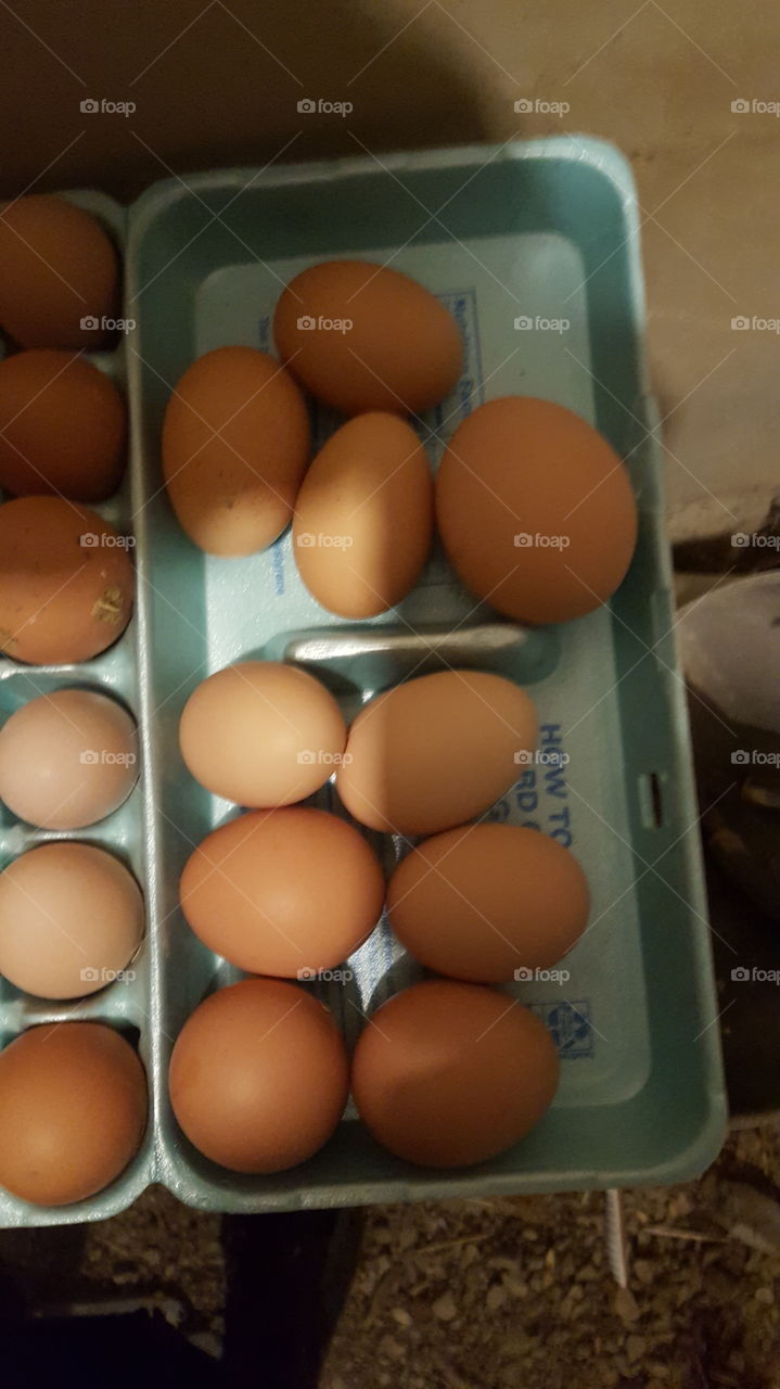 lots of large farm chicken eggs