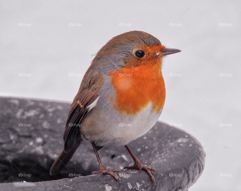 Little bird robin