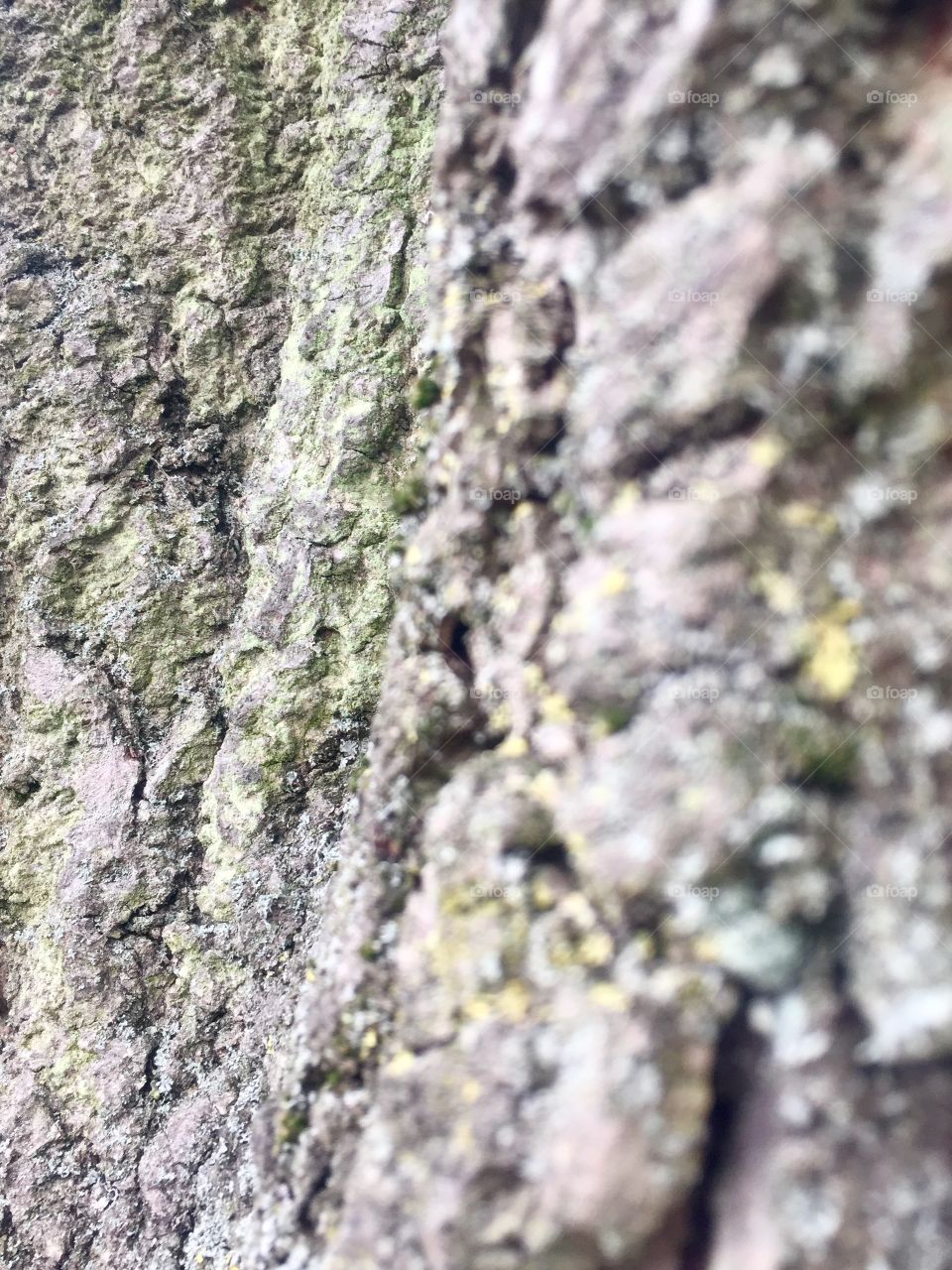 Tree back close up