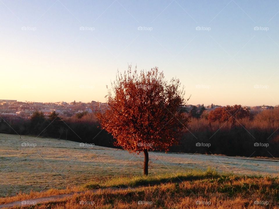 Tree, Villa Pamphilj, Rome 